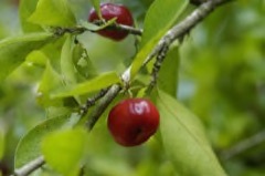 Malpighia Acerola, Barbados Cherry